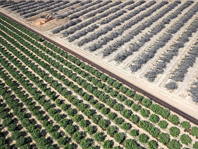 A field of dead almond trees is seen next to a field of growing almond trees in Coalinga, in the Central Valley, California. (Progressive Farmer photo by REUTERS/Lucy Nicholson)